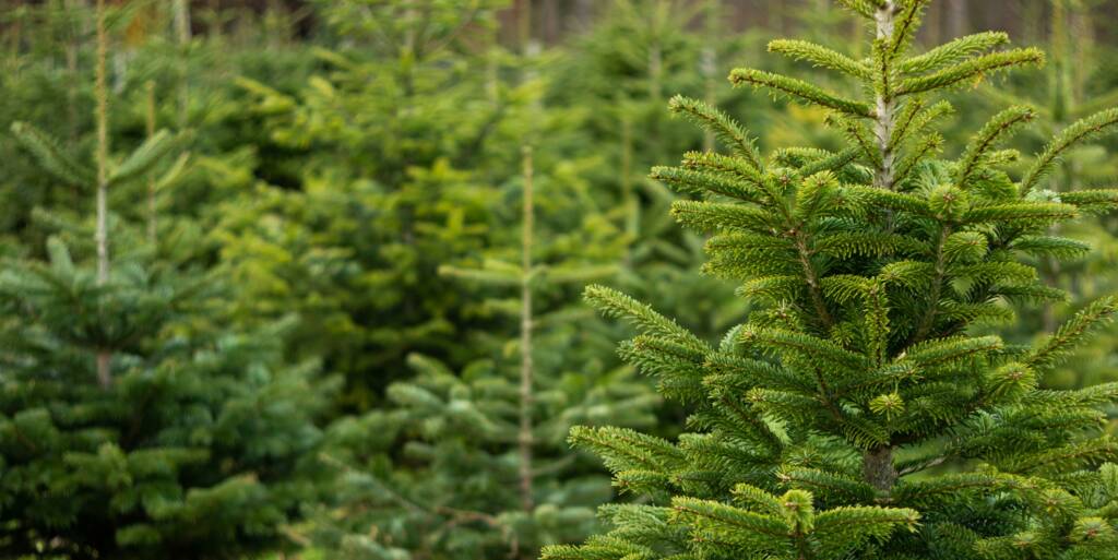 Grunderwerbsteuer: Weihnachtsbäume zählen zu Scheinbestandteilen